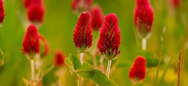 Red Clover