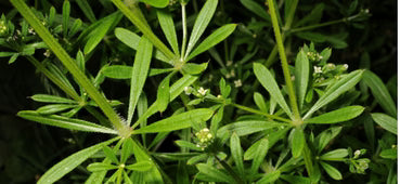 Cleavers